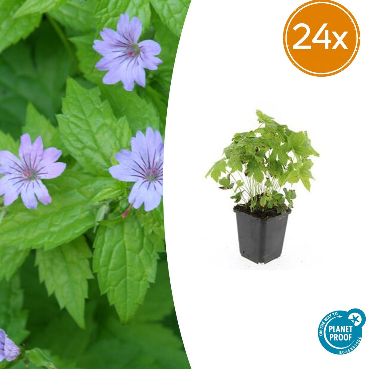 Geranium nodosum – 24 Pflanzen – ↕10-25cm – Ø9cm – Winterharte Staude – Tiefpurpurne Blüten – Bodendecker – Schattengarten – Pflegeleicht 