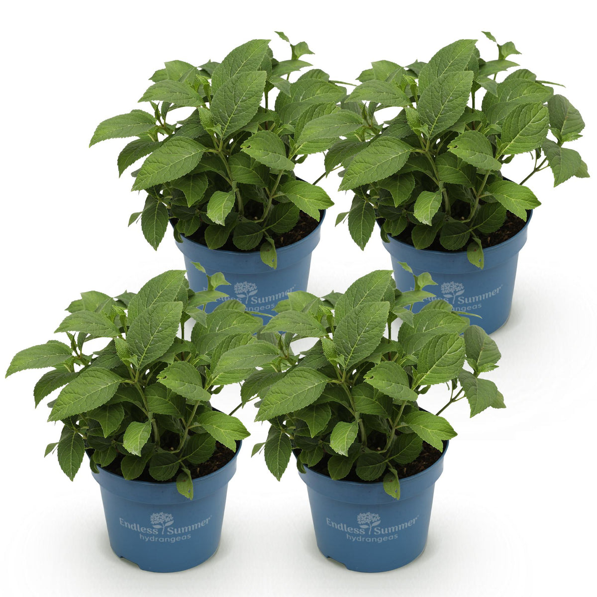 Hortensie Hydrangea Endless Summer The Original Pink 4er Set – winterhart rosa – 14cm – Höhe 20-25cm – lange Blüte bis Herbst – für Beet, Hecke, Kübel, Balkon & Terrasse 