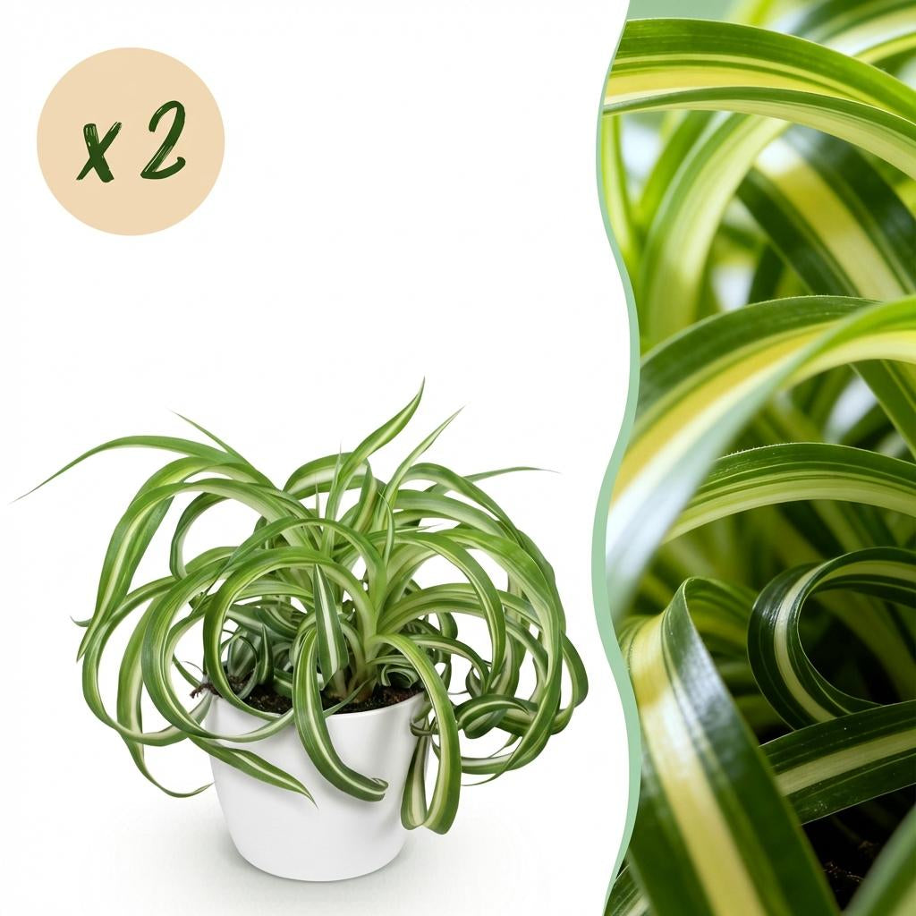 Green boutiQ - Zimmerpflanze - Chlorophytum comosum Bonnie - Lockige Graslilie - Haustierfreundliche Pflanze - Grün - 2 Pflanzen - mit Potter Weiß - Topf 12cm - Höhe 20cm 