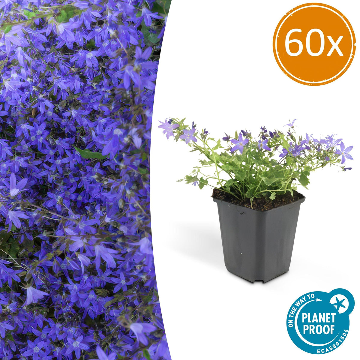 Hängepolster-Glockenblume Campanula poscharskyana 'Stella' – ↕10-25cm – Ø9cm – 60 Pflanzen – Blau blühend – Bodendecker & Überhangpflanze – Sonne & Schatten – Pflegeleicht 