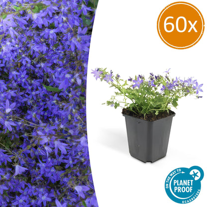 Hängepolster-Glockenblume Campanula poscharskyana 'Stella' – ↕10-25cm – Ø9cm – 60 Pflanzen – Blau blühend – Bodendecker & Überhangpflanze – Sonne & Schatten – Pflegeleicht 