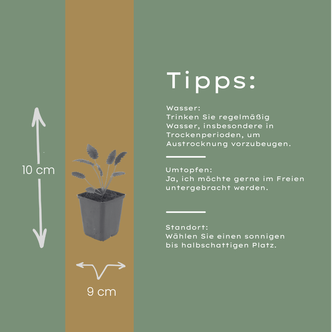 Sanguisorba officinalis Tanna – 6 Pflanzen – Ø9cm – Höhe 10-25cm – Winterharte Staude – Dunkelrote Blütenähren – Für Beet, Naturgarten & Präriegarten - Oasis of Life