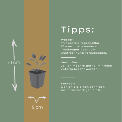Sanguisorba officinalis Tanna – 6 Pflanzen – Ø9cm – Höhe 10-25cm – Winterharte Staude – Dunkelrote Blütenähren – Für Beet, Naturgarten & Präriegarten - Oasis of Life