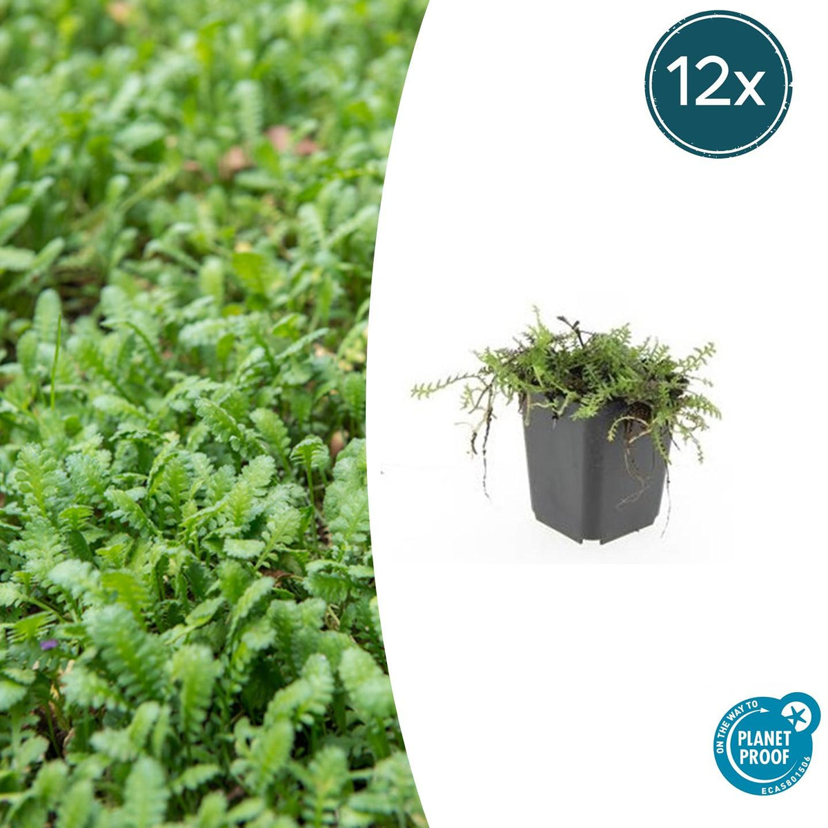 Fiederpolster Leptinella squalida – ↕10-25cm – Ø9cm – 12 Pflanzen – Immergrüner Bodendecker, Farnartige Blätter, Schattentauglich, Pflegeleicht 