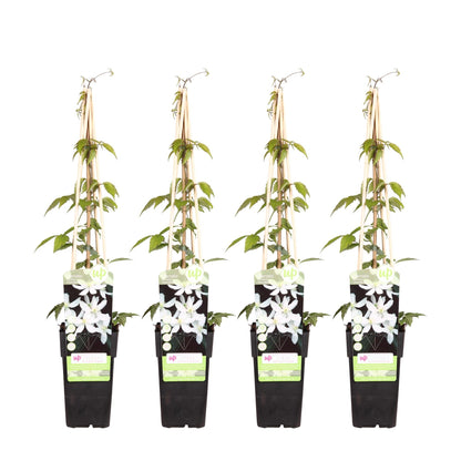 Waldrebe - Clematis Montana 'Grandiflora' – 4 Pflanzen - Winterharte Kletterpflanze mit weißen, duftenden Blüten – Ø15 cm Topf – Ca. 65 cm hoch – Perfekt für Pergolen, Zäune & Wände 