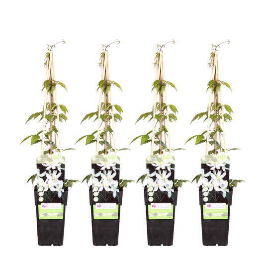 Waldrebe - Clematis Montana 'Grandiflora' – 4 Pflanzen - Winterharte Kletterpflanze mit weißen, duftenden Blüten – Ø15 cm Topf – Ca. 65 cm hoch – Perfekt für Pergolen, Zäune & Wände 