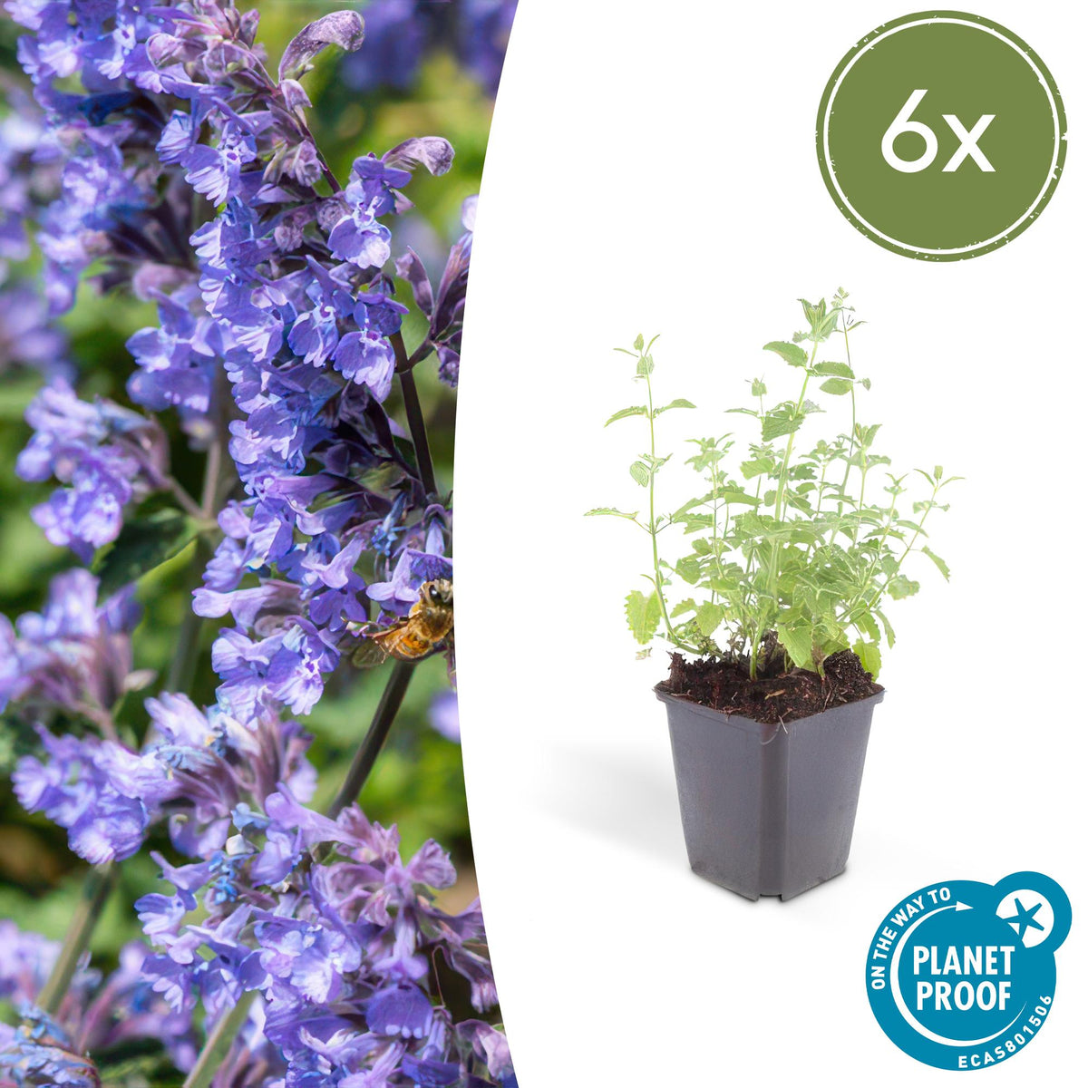 Katzenminze - Nepeta 'Six Hills Giant' - ↕10-25cm - Ø9cm - 6 Pflanzen – Lila-blühende Staude – Bienen & Schmetterlinge – Sonnig & Pflegeleicht 