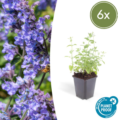 Katzenminze - Nepeta 'Six Hills Giant' - ↕10-25cm - Ø9cm - 6 Pflanzen – Lila-blühende Staude – Bienen & Schmetterlinge – Sonnig & Pflegeleicht 