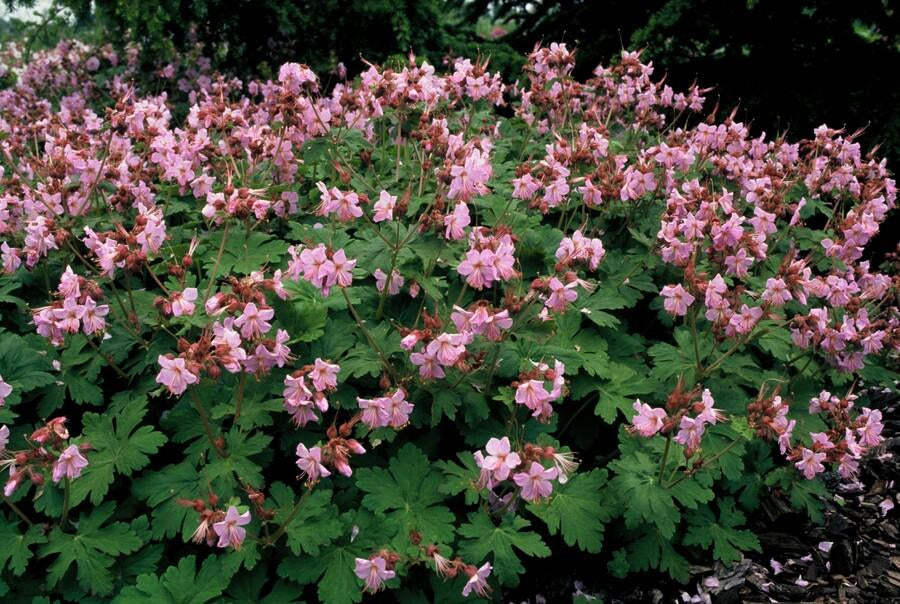 Balkan-Storchschnabel Geranium macr. 'Ingwersen's Var.' – ↕10-25cm – Ø9cm – 6 Pflanzen – Winterharter Bodendecker mit zartrosafarbenen Blüten – Duftendes Laub – Für Beete & schattige Bereiche – Pflegeleicht & robust 