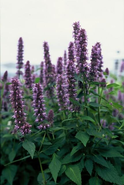 Asiatische Duftnessel – Agastache 'Blue Fortune' – ↕10-25cm – Ø9cm – 6 Pflanzen – Lavendelblaue Blüten – Schmetterlings- & bienenfreundlich – Sonniger Standort 