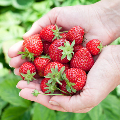 Erdbeere Fragaria Elvira winterhart 3 Pflanzen Höhe 30cm Ø9cm – Rote Erdbeere für Beet Balkon & Topf – Pflegeleichte Obstpflanze mit hohem Ertrag 