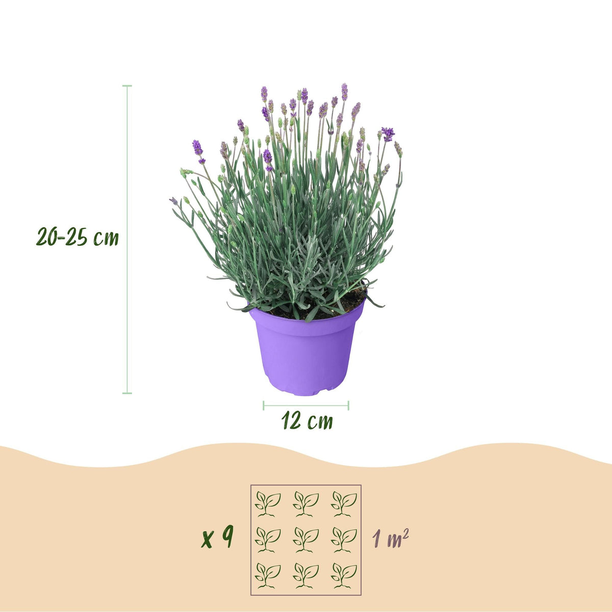 Green boutiQ - Gartenpflanze - Lavandula angustifolia Munstead - Lavendel - Winterhart - Lila - 3 Pflanzen - Topf 12cm - Höhe 15-25cm 