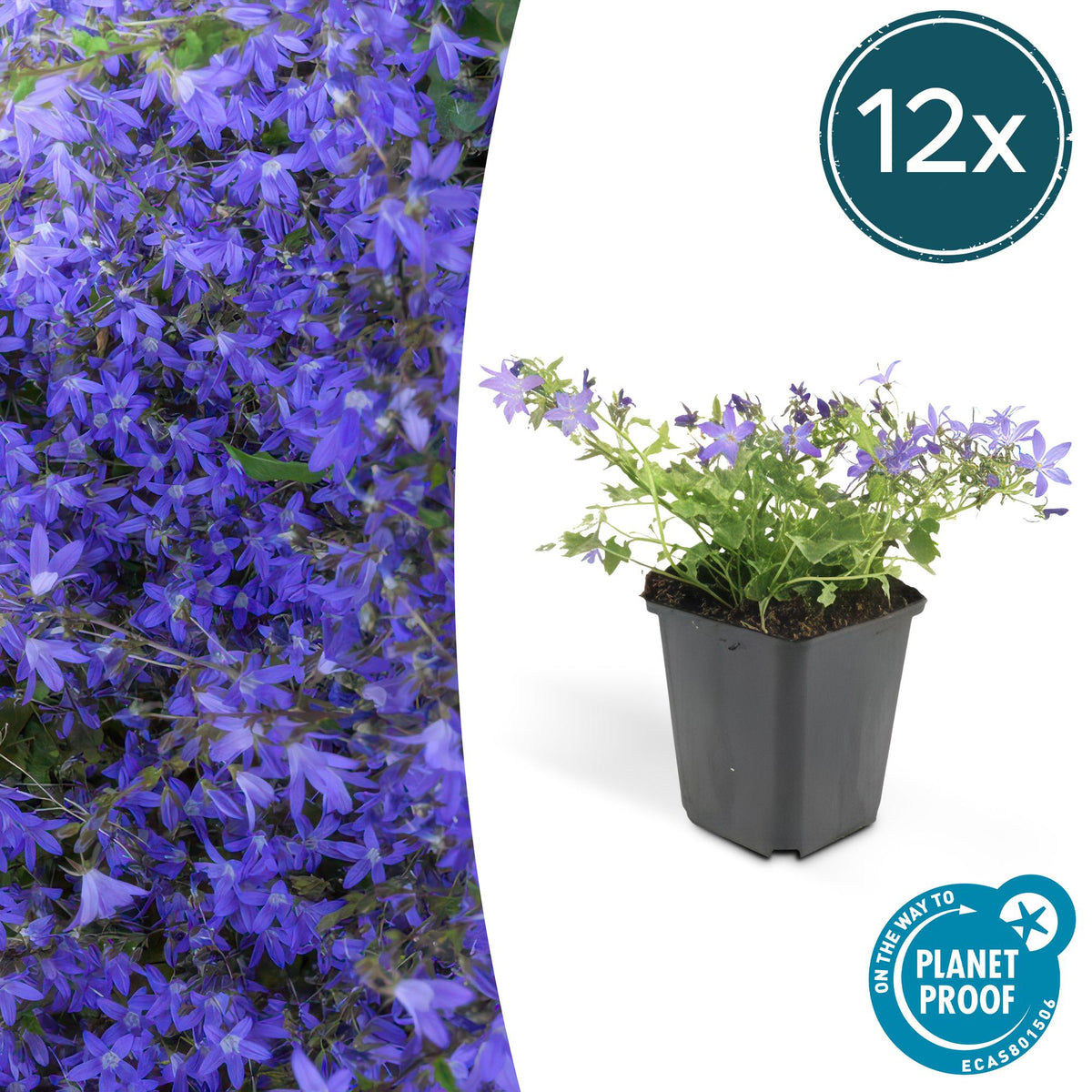 Hängepolster-Glockenblume – Campanula poscharskyana 'Stella' – ↕10-25 cm – Ø9 cm – 12 Pflanzen – Kriechender Bodendecker – Blühend & pflegeleicht – Sonne & Schatten 