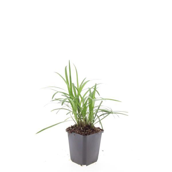 Glöckchentraube Liriope muscari 'Moneymaker' – 24 Pflanzen – ↕10-25 cm – Ø9 cm – Immergrüne Bodendeckerpflanze mit violetten Blüten – Pflegeleichte Gartenstaude 