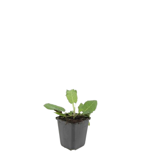 Salvia nemorosa 'Mainacht' – Blau blühender Steppensalbei – 24 Pflanzen – bienenfreundlich & trockenheitstolerant – ↕10-25cm – Ø9cm 