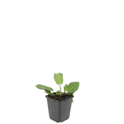 Salvia nemorosa 'Mainacht' – Blau blühender Steppensalbei – 24 Pflanzen – bienenfreundlich & trockenheitstolerant – ↕10-25cm – Ø9cm 