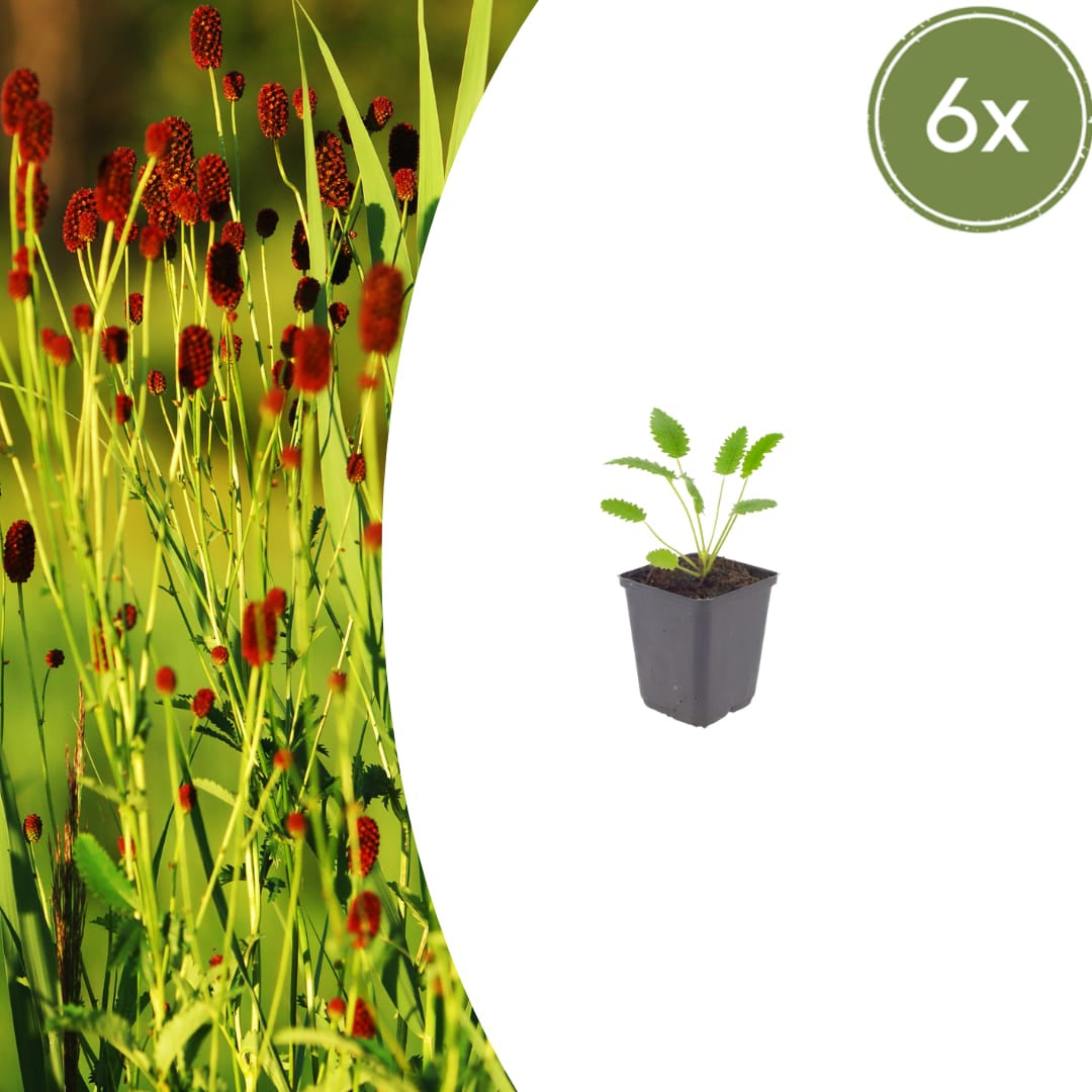 Sanguisorba officinalis Tanna – 6 Pflanzen – Ø9cm – Höhe 10-25cm – Winterharte Staude – Dunkelrote Blütenähren – Für Beet, Naturgarten & Präriegarten - Oasis of Life