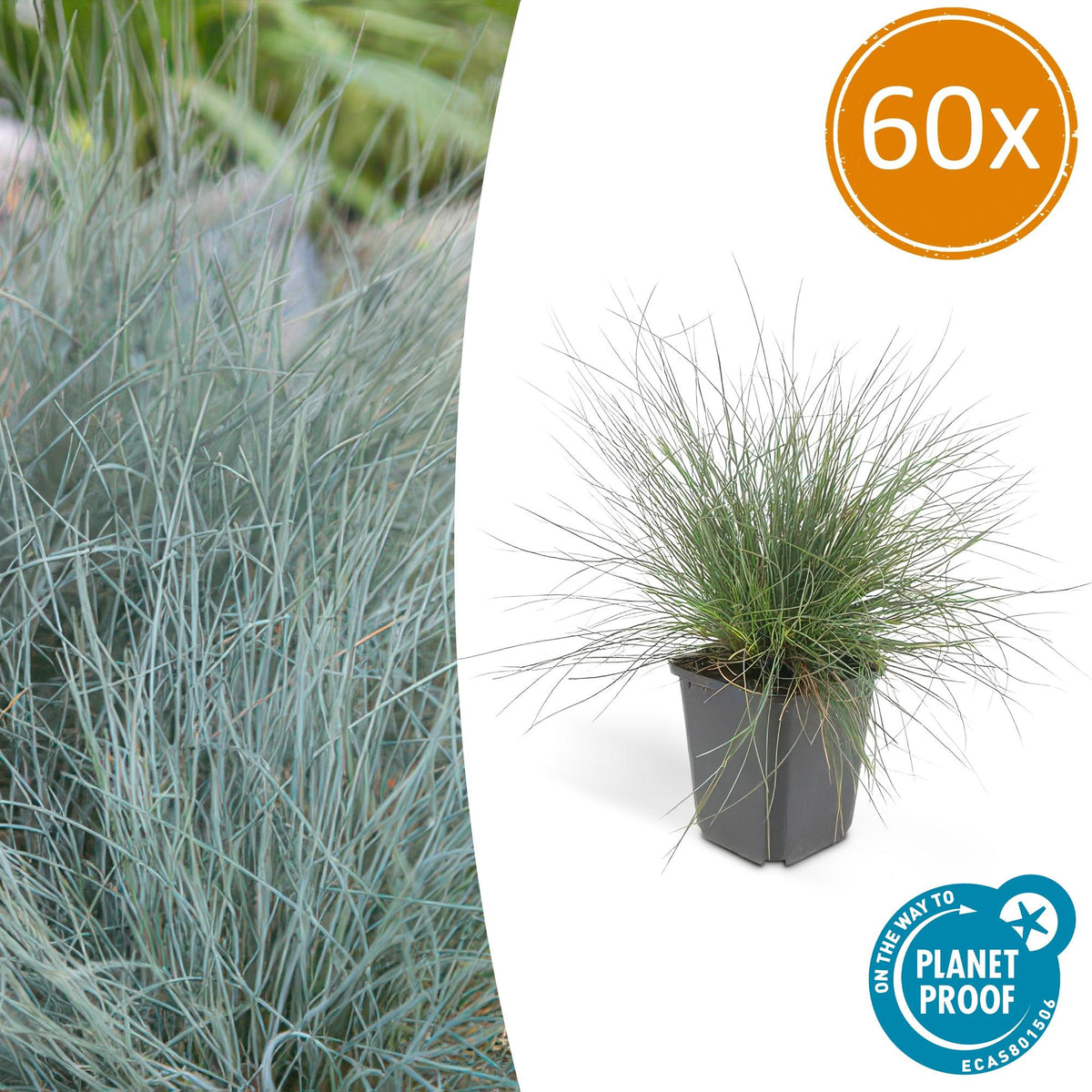 Blau-Schwingel – Festuca glauca 'Elijah Blue' – ↑10-25cm – Ø9cm – 60 Pflanzen – Blau-graues Ziergras, pflegeleicht & ganzjährig attraktiv – Steingarten- und Beetpflanze 
