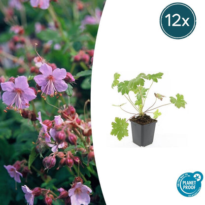 Balkan-Storchschnabel – Geranium macr. 'Ingwersen's Var.' – Ø9 cm – ↕10-25 cm – 12 Pflanzen – pflegeleichter Bodendecker, zartrosafarbene Blüten, winterhart 