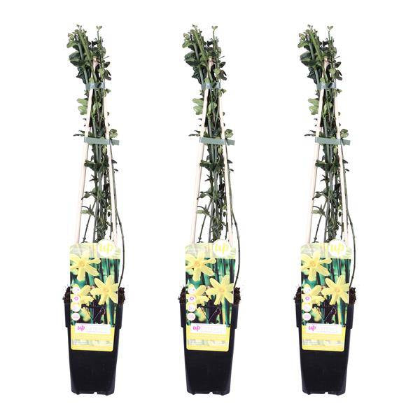 Winter-Jasmin - Jasminum nudiflorum - ↨65cm - Ø15cm - 3 Stück 