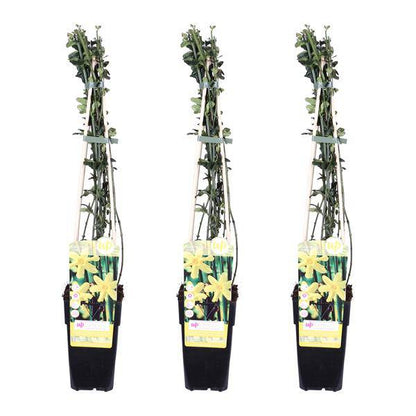 Winter-Jasmin - Jasminum nudiflorum - ↨65cm - Ø15cm - 3 Stück 