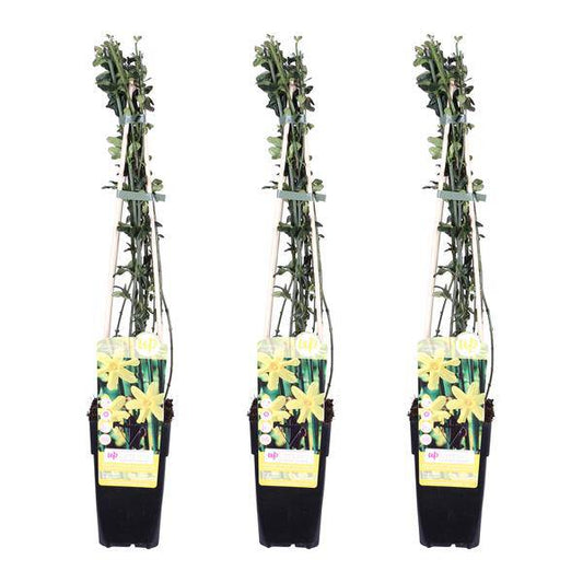 Winter-Jasmin - Jasminum nudiflorum - ↨65cm - Ø15cm - 3 Stück 