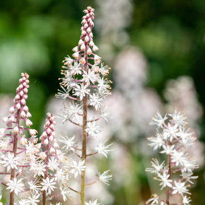 Tiarella cordifolia – 6 Pflanzen – Ø9cm – Höhe 10-25cm – Winterharte Schattenstaude – Weiße Blüten – Bodendecker für Beet, Gehölzrand & Waldgarten - Oasis of Life