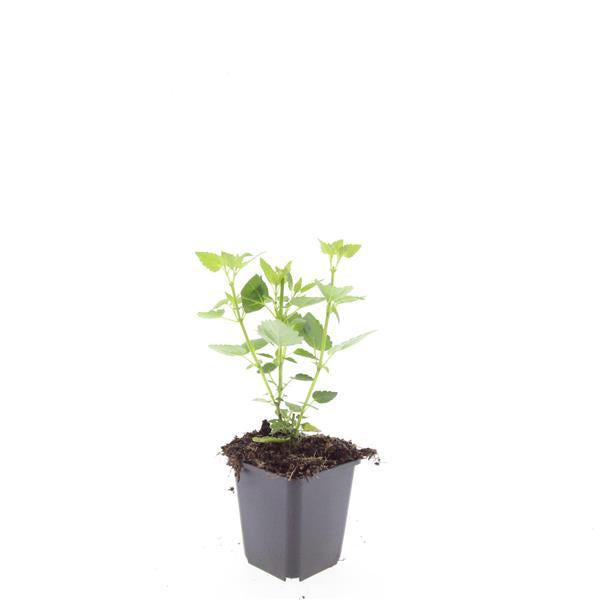 Agastache 'Blue Fortune' – lavendelblaue Blüten – 24 Pflanzen – bienenfreundlich – pflegeleicht – Duftstaude – Ø9cm – ↕10–25cm 