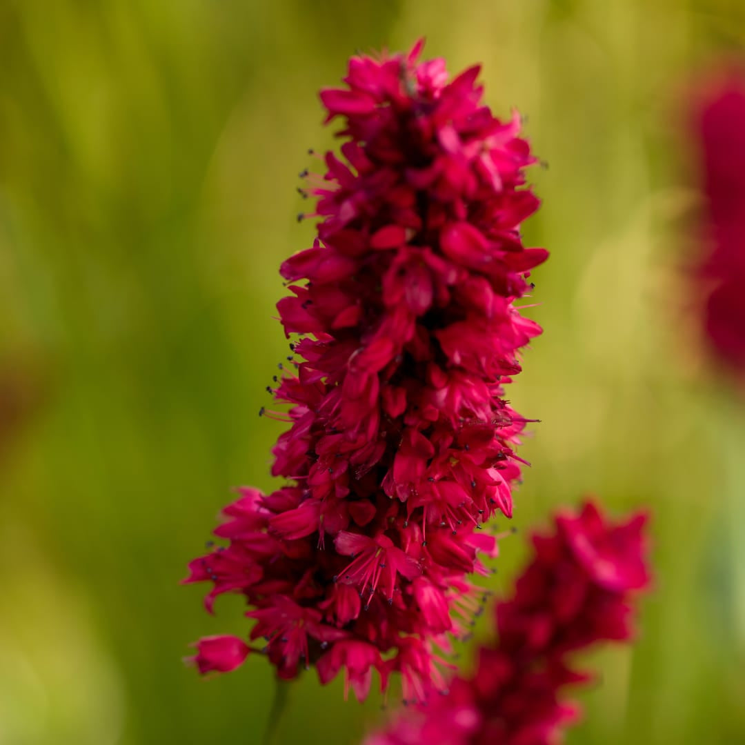 Persicaria amplexicaulis Blackfield Winterharte Staude Ø9cm 6 Stück