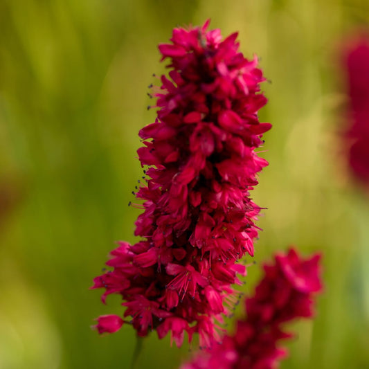 Persicaria amplexicaulis Blackfield Winterharte Staude Ø9cm 6 Stück
