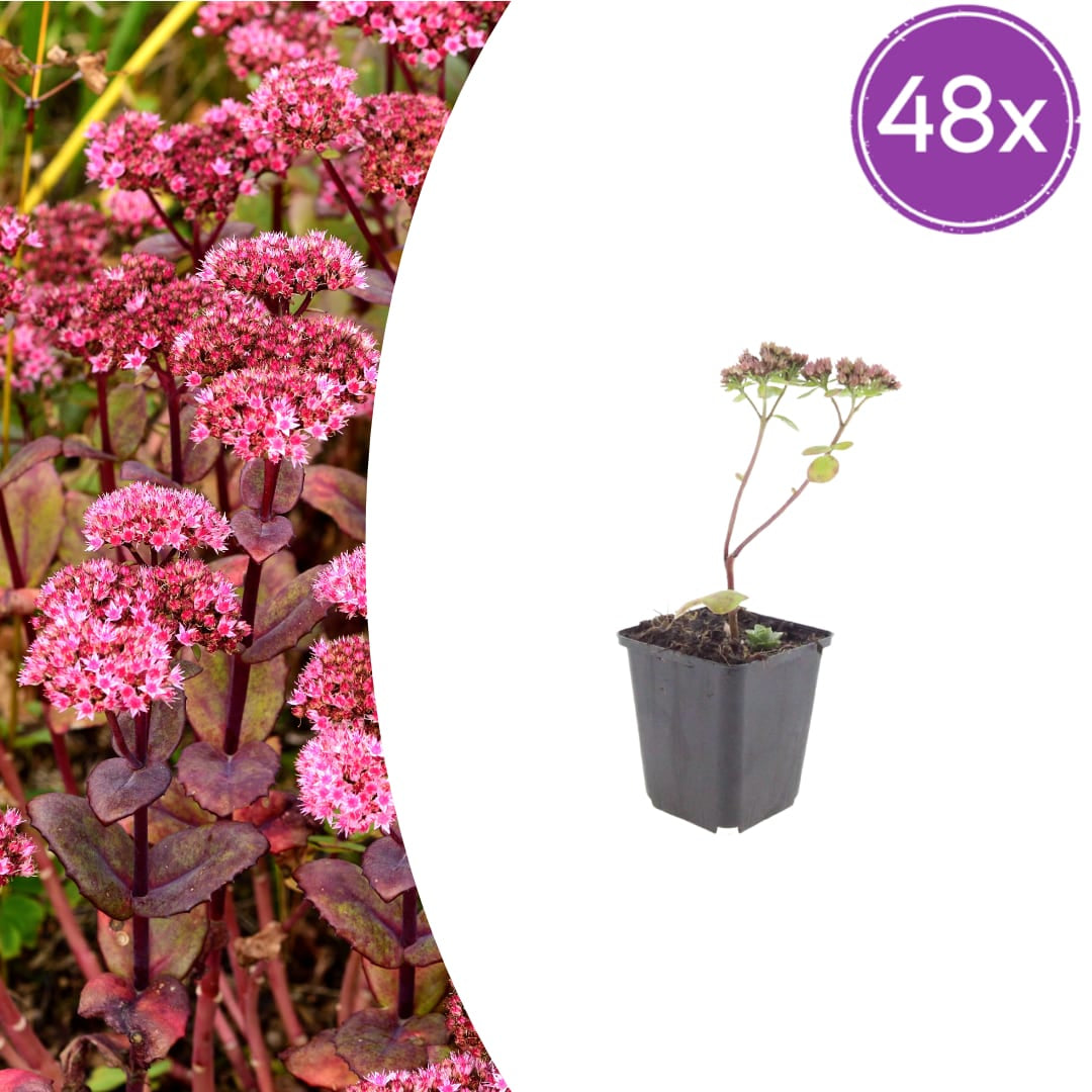 Sedum Matrona – 48 Pflanzen – Ø9cm – Höhe 10-25cm – Winterharte Fetthenne – Dunkelrosa Blüten – Trockenheitsresistent für Beet, Steingarten & Dachbegrünung - Oasis of Life