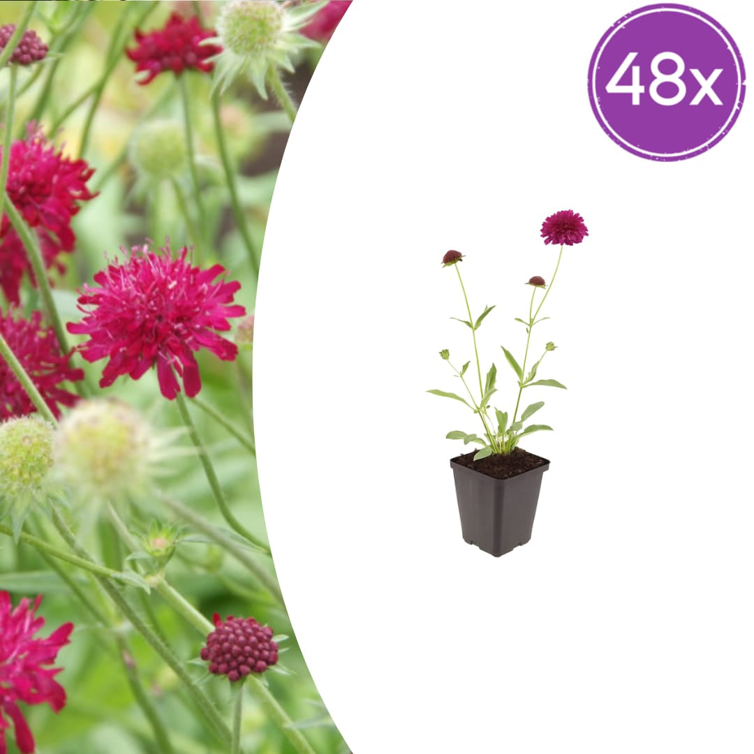 Knautia macedonica Winterharte Staude Ø9cm 48 Stück