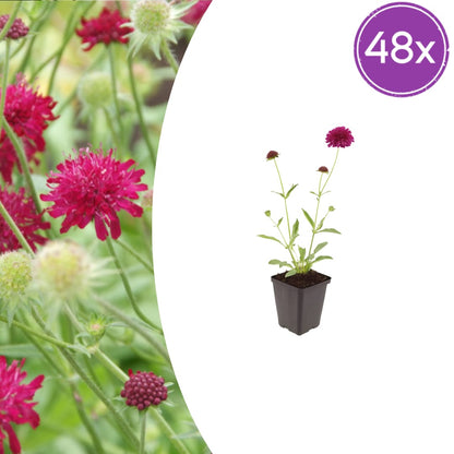 Knautia macedonica Winterharte Staude Ø9cm 48 Stück