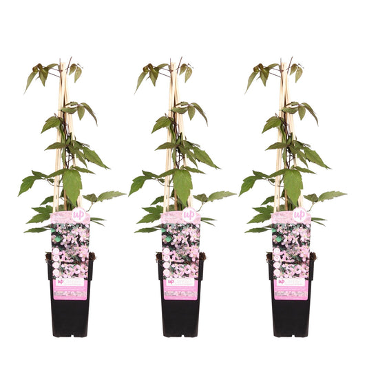 Clematis Montana 'Fragrant Spring' – 3 Pflanzen - Ø15cm – ↨65cm – Duftende Waldrebe – Schnellwachsende Kletterpflanze mit kleinen rosa Blüten 