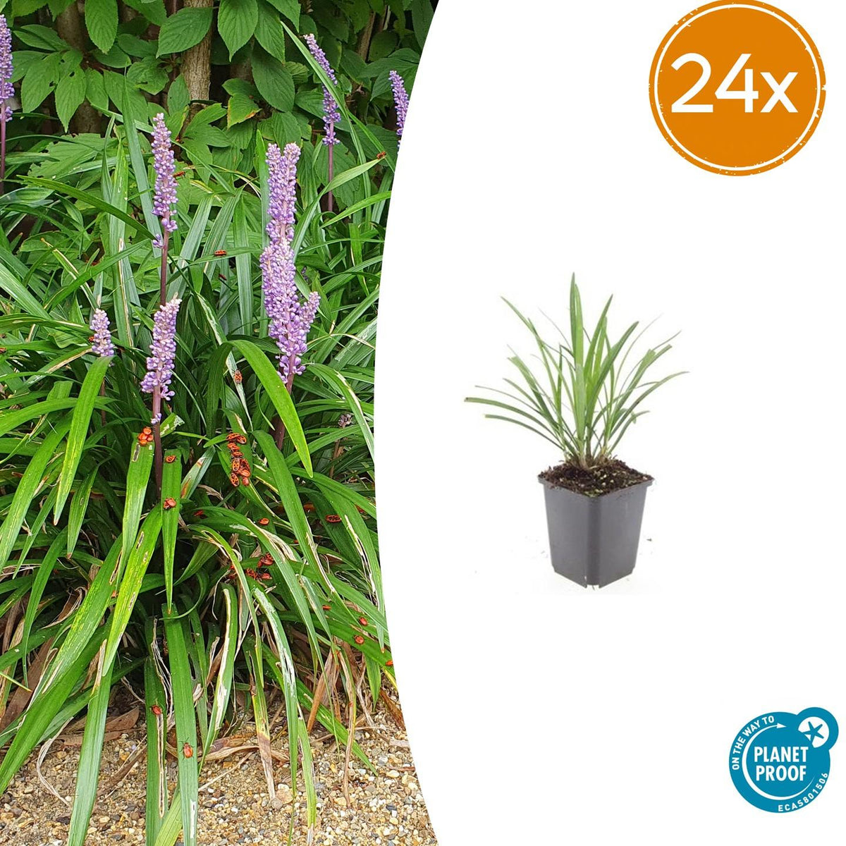 Liriope muscari 'Ingwersen' – Bodendecker – 24 Pflanzen –  Ø9cm – ↕10–25cm – Immergrün & winterhart – Violette Blüte – Für Sonne & Schatten – Pflegeleicht 