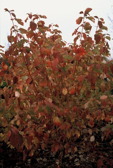 Roter Hartriegel Cornus sang. 'Anny's Winter Orange' – ↕10-25cm – Ø9cm – 6 Pflanzen – Winterharte Sträucher – Leuchtend orange Zweige – Für Beete & Solitärpflanzungen 