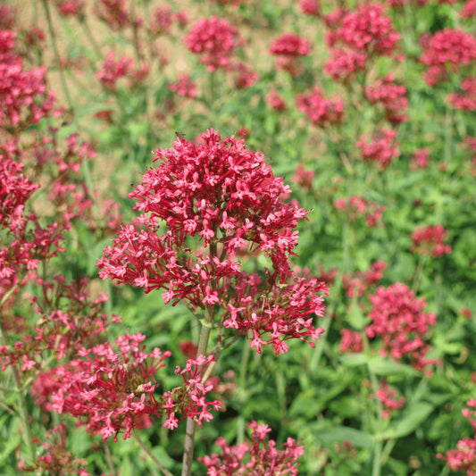 Centranthus ruber Coccineus Winterharte Staude für sonnige Standorte Ø9cm 6 Stück