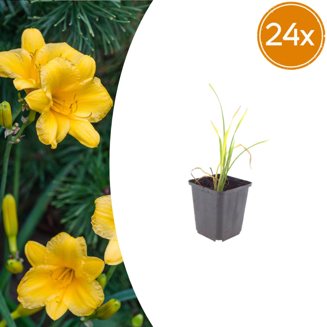 Hemerocallis Stella de Oro Dauerblühende Staude Ø9cm 24 Stück