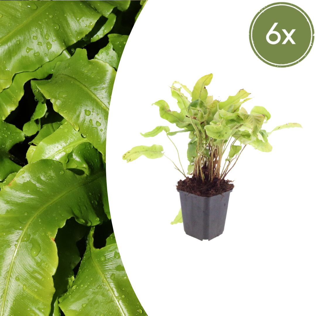 Hirschzungenfarn Asplenium scolopendrium – 6 Pflanzen – Immergrüner Farn für Schatten & Halbschatten – Strukturpflanze für Garten & Beet – 10-25cm – Ø9cm – Winterhart - Oasis of Life
