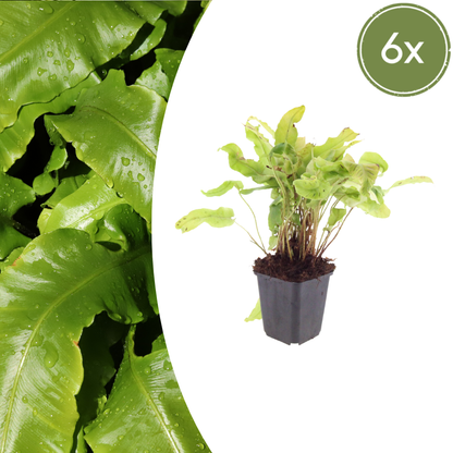 Hirschzungenfarn Asplenium scolopendrium – 6 Pflanzen – Immergrüner Farn für Schatten & Halbschatten – Strukturpflanze für Garten & Beet – 10-25cm – Ø9cm – Winterhart - Oasis of Life