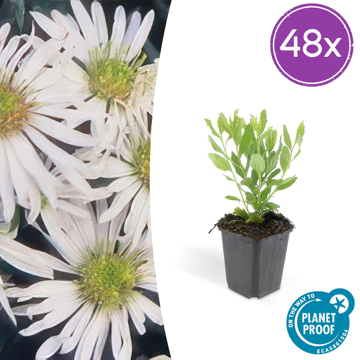 Aster ageratoides 'Ashvi' – robuste Herbstaster – 48 Pflanzen – weiße Blüten – Ø9cm – ↕10–25cm – sonnig – pflegeleicht – schnittverträglich 