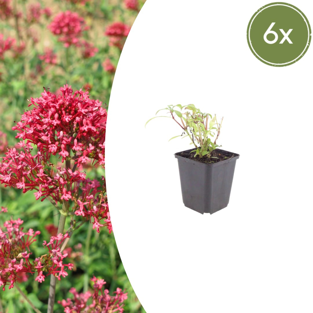 Centranthus ruber Coccineus Winterharte Staude für sonnige Standorte Ø9cm 6 Stück