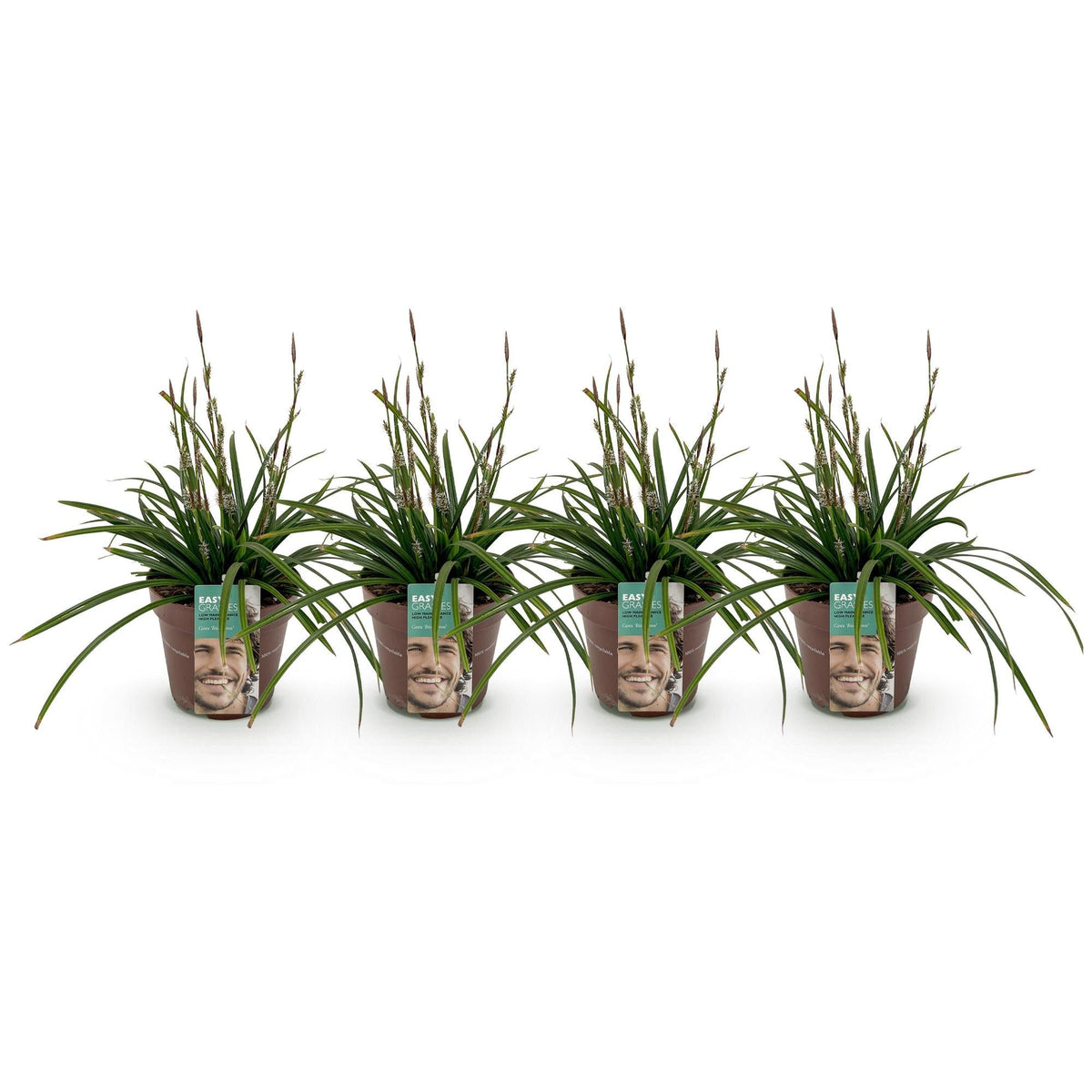 Japan-Segge  - Ziergras - Carex morrowii Irish Green - Grün & Gelb - 4 Pflanzen - Immergrün - Pflegeleicht - 17cm Höhe 50cm 
