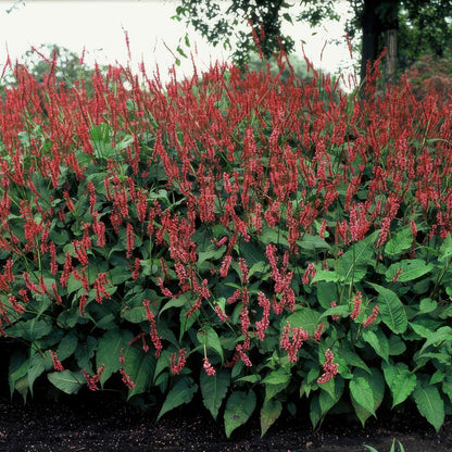 Kerzenknöterich Persicaria amplexicaulis – ↕10-25cm – Ø9cm – 6 Pflanzen – Robuste Staude für Garten & Beete – Rote Blüten 