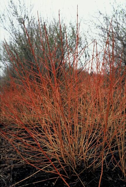 Roter Hartriegel – Cornus sanguinea 'Midwinter Fire' – ↑10-25cm – Ø9cm – 6 Pflanzen – Winterharter Zierstrauch, Leuchtende Zweige, Pflegeleicht 