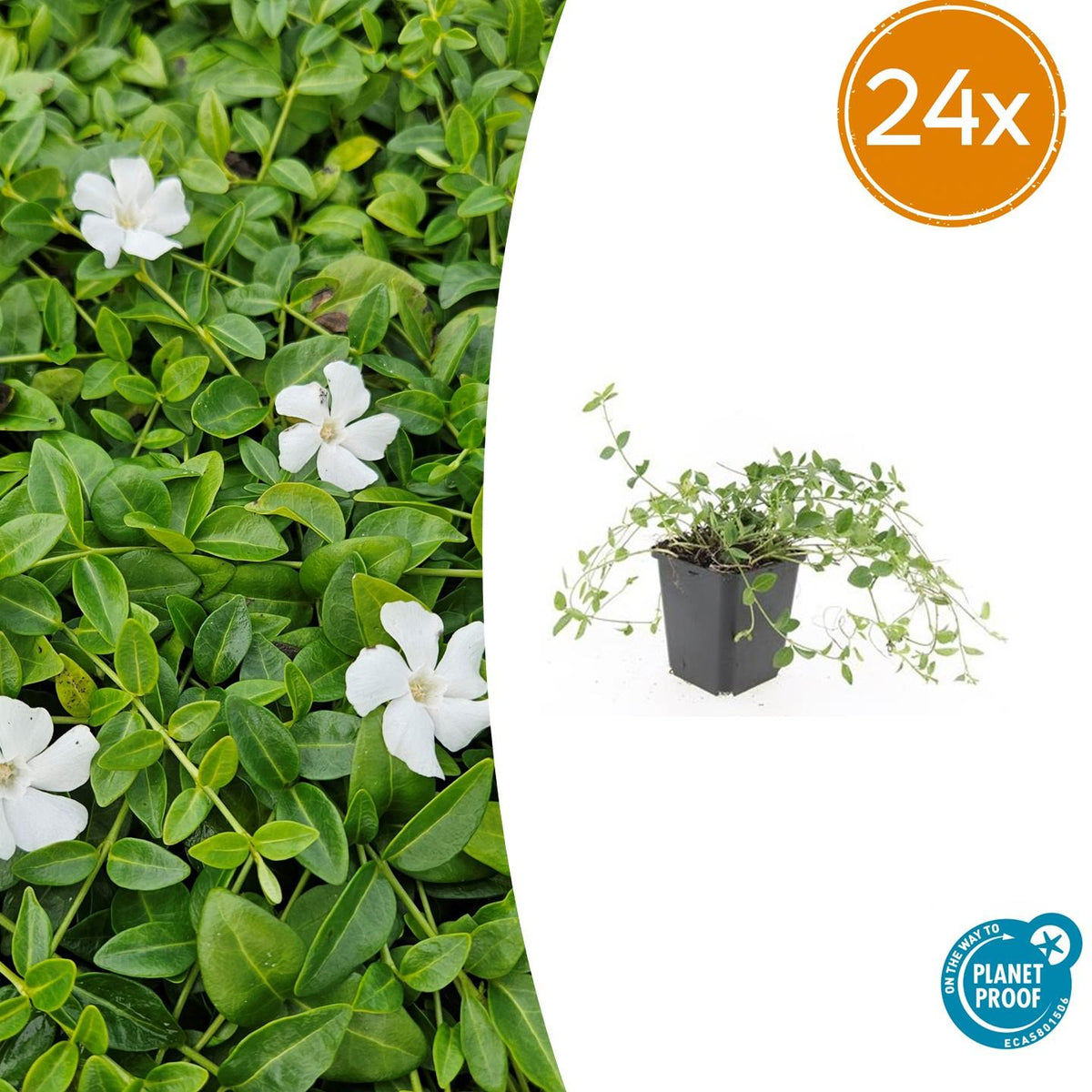 Vinca minor 'Gertrude Jekyll' – 24 Pflanzen – Immergrüner Bodendecker – Weiß blühend – Tiefgrüne Blätter – 10–25 cm – Ø9 cm – Schattentolerant & pflegeleicht 