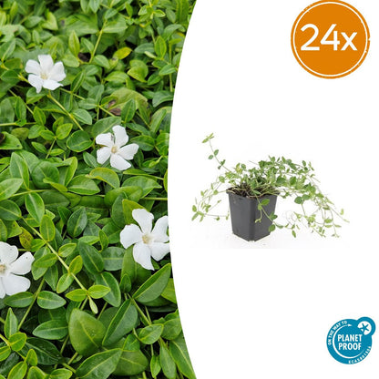 Vinca minor 'Gertrude Jekyll' – 24 Pflanzen – Immergrüner Bodendecker – Weiß blühend – Tiefgrüne Blätter – 10–25 cm – Ø9 cm – Schattentolerant & pflegeleicht 