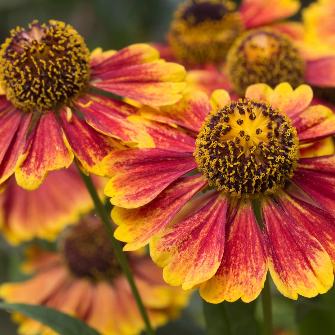 Helenium Moerheim Beauty Sommerstaude für Beet & Präriegarten Ø9cm 6 Stück