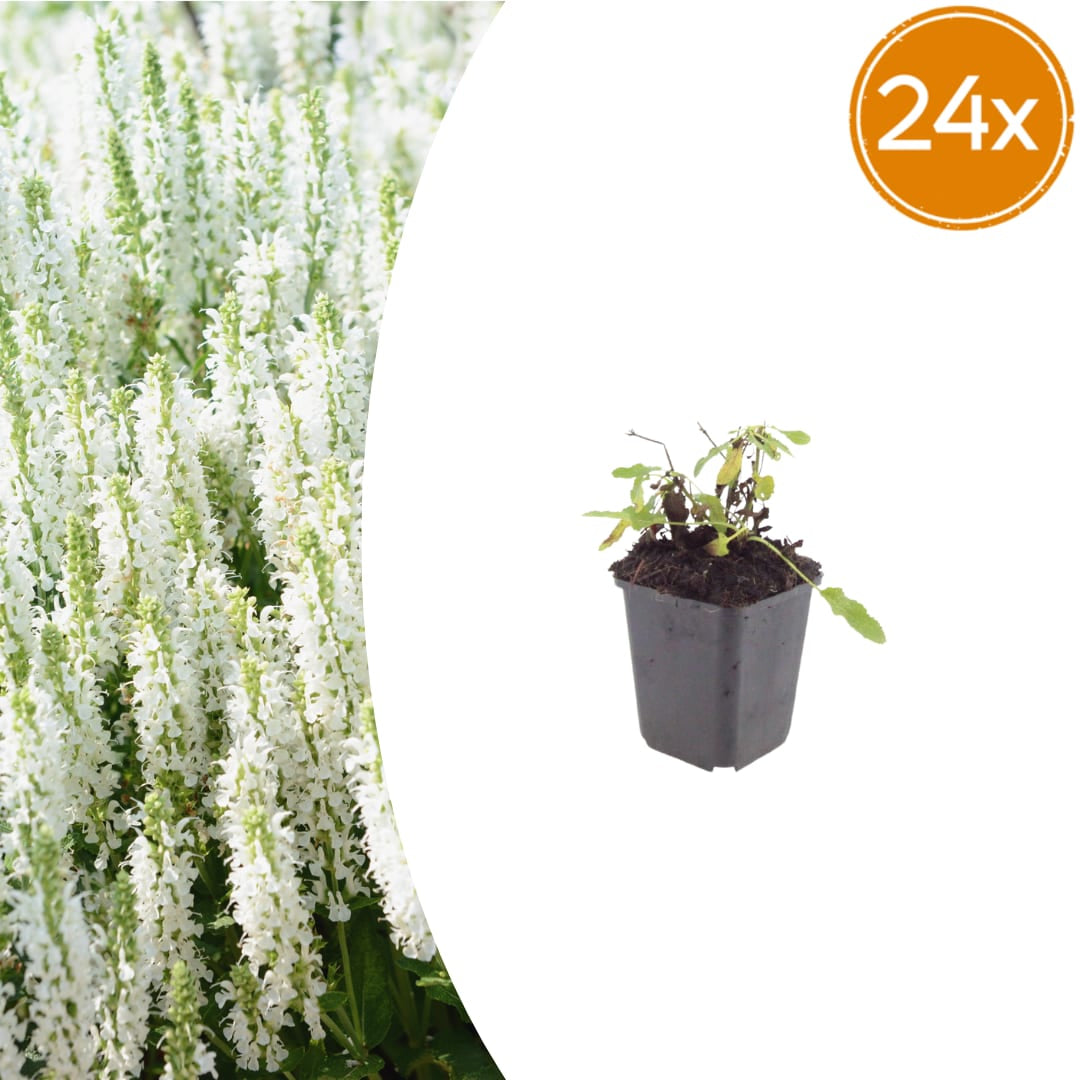Salvia nemorosa Schneehügel – 24 Pflanzen – Ø9cm – Höhe 10-25cm – Steppensalbei – Hellblaue Blütenähren – Bienenfreundlich für Beet & Steingarten - Oasis of Life