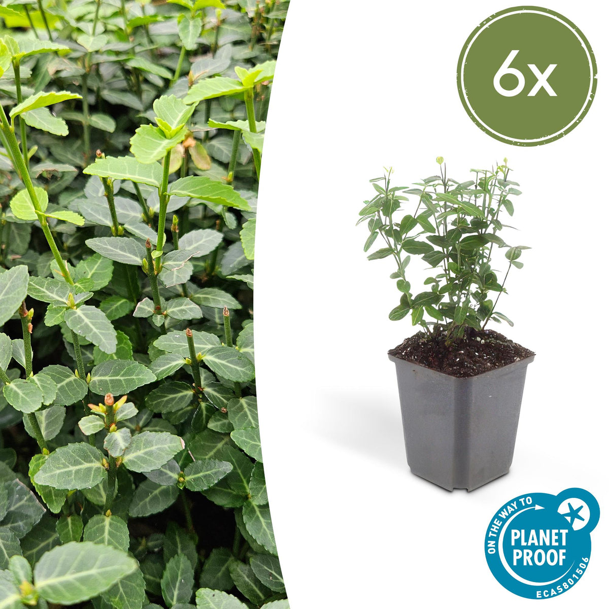 Immergrüne Kriechspindel – Euonymus fortunei radicans – ↕10-25 cm – Ø9 cm – 6 Pflanzen – Bodendecker – Pflegeleicht & Winterhart – Garten, Beete & Zäune 